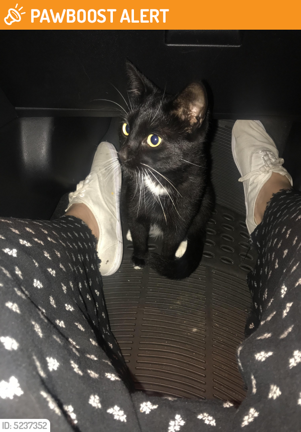 Found/Stray Unknown Cat last seen Near Ave Cesar Chavez & Schoolside Ave, Los Angeles County, CA 91754