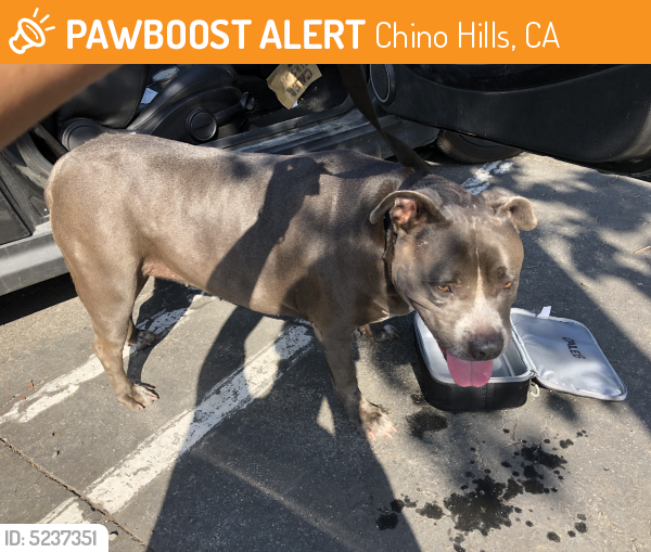 Found/Stray Female Dog last seen Found on 71 Freeway on fast lane shoulder, Chino Hills, CA 91709