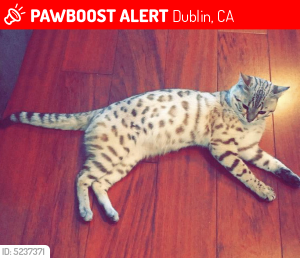 Lost Male Cat last seen Near Rhoda Ave & Rhoda Ct, Dublin, CA 94568