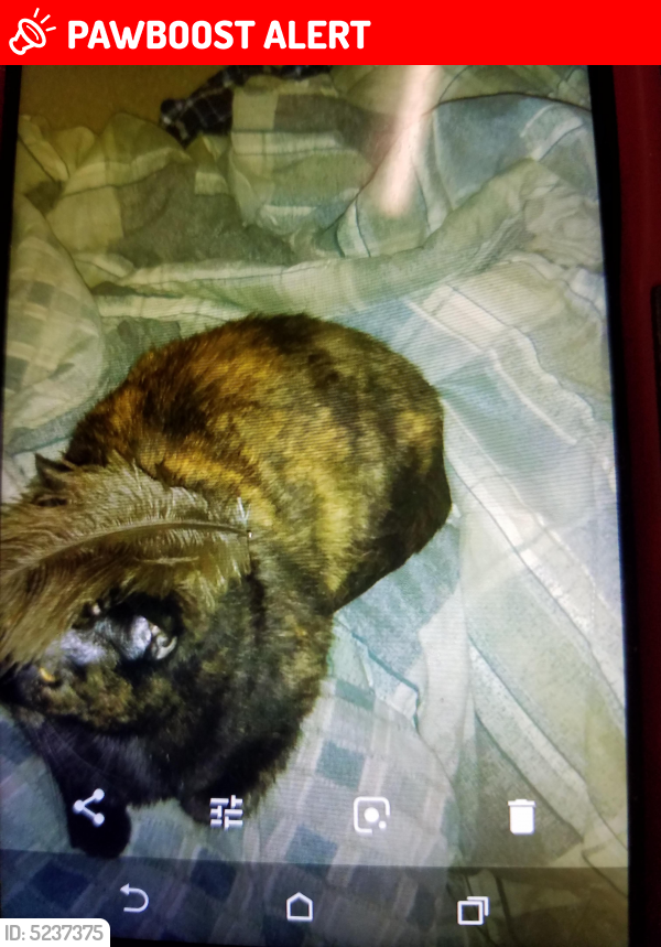 Lost Female Cat last seen Near Mulford Rd & harrison ave, Winnebago County, IL 61114