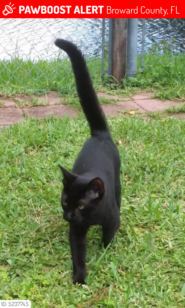 Deceased Male Cat last seen Near SW 3rd Street & SW 79 Terrace 33068, Broward County, FL 33068