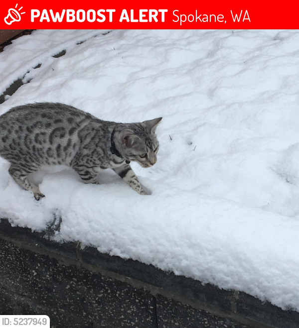Lost Female Cat in Spokane, WA 99218 Named Cera (ID 5237949) PawBoost