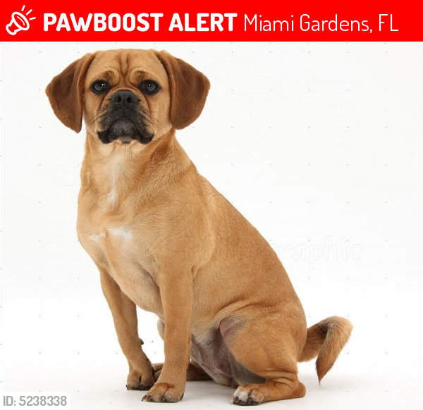 Lost Female Dog last seen Near NW 202nd St & NW 38th Pl, Miami Gardens, FL 33055