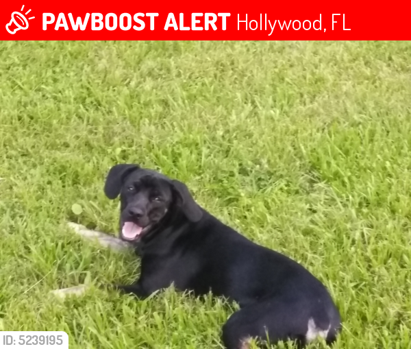 Lost Male Dog last seen Near NW 68th Ave fresco supermarket, Hollywood, FL 33024