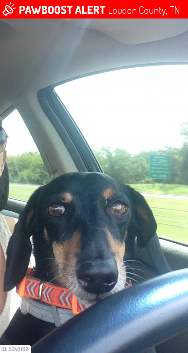 Lost Male Dog last seen Near Giles Rd & Tinnel Rd, Loudon County, TN 37772