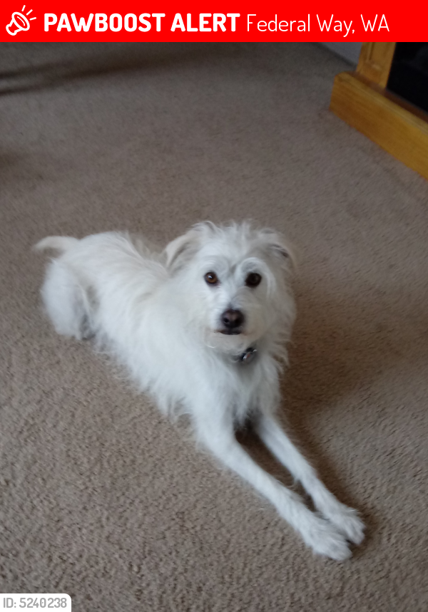 Lost Male Dog last seen Near 21st Ave S & S 316th St, Federal Way, WA 98003