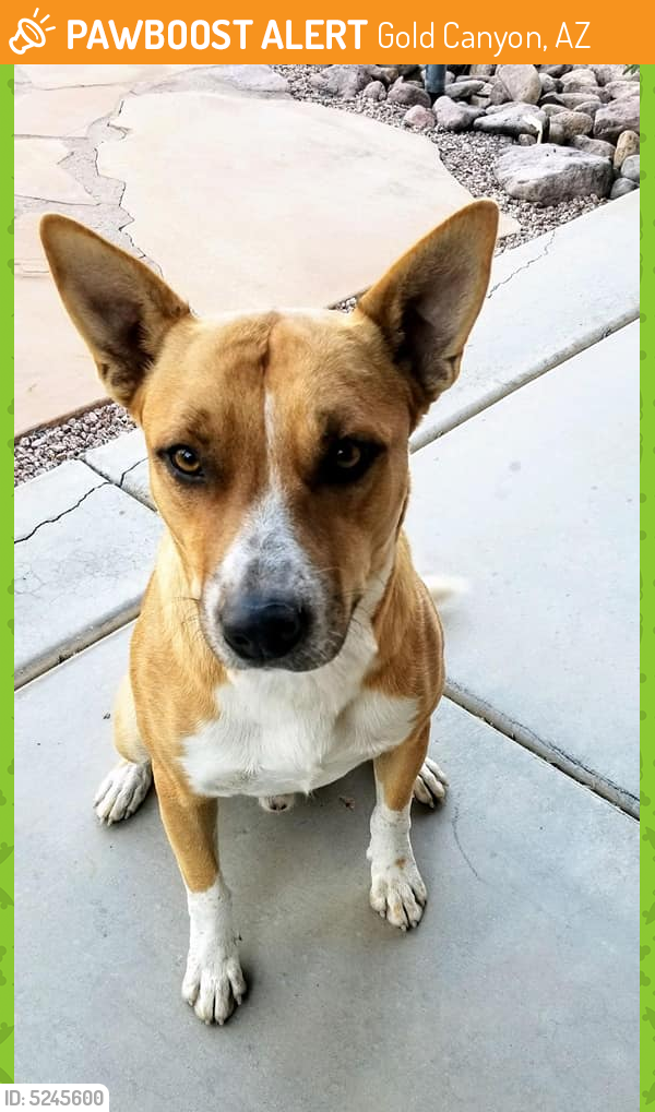 Gold Canyon, AZ Stray Male Dog Found Near Near S Ruellia Ln & E ...