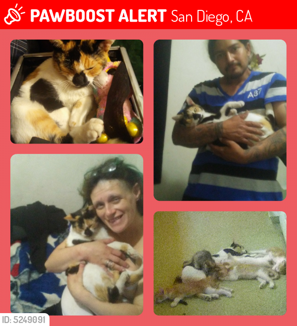 Lost Female Cat last seen Near Polk Ave / 47th St 92105, San Diego, CA 92105