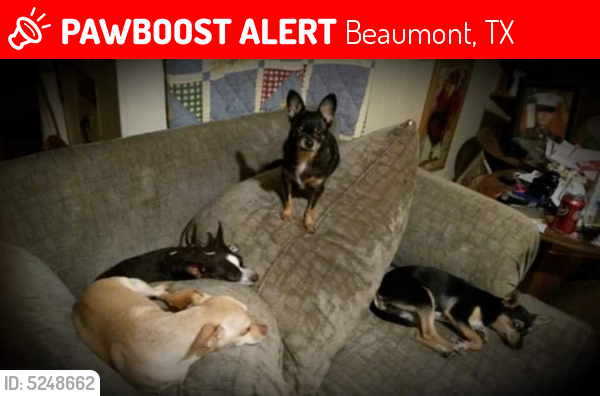 Lost Female Dog last seen Near Cecil Dr & Folsom, Beaumont, TX 77706