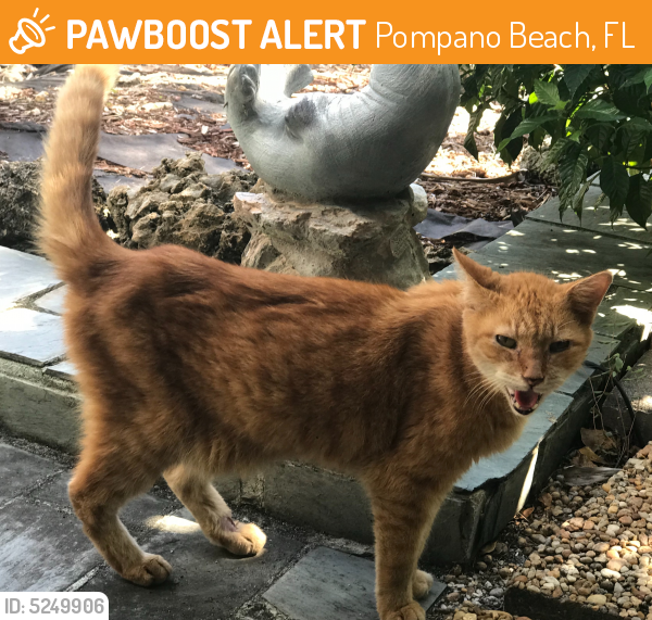 Rehomed Unknown Cat last seen Near SE 6th St & S Riverside Dr, Pompano Beach, FL 33062