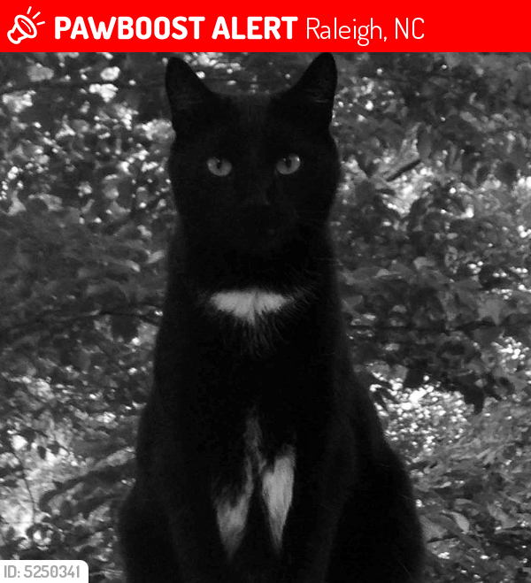 Lost Male Cat last seen Near Worchester Pl & Liverpool Ln, Raleigh, NC 27604