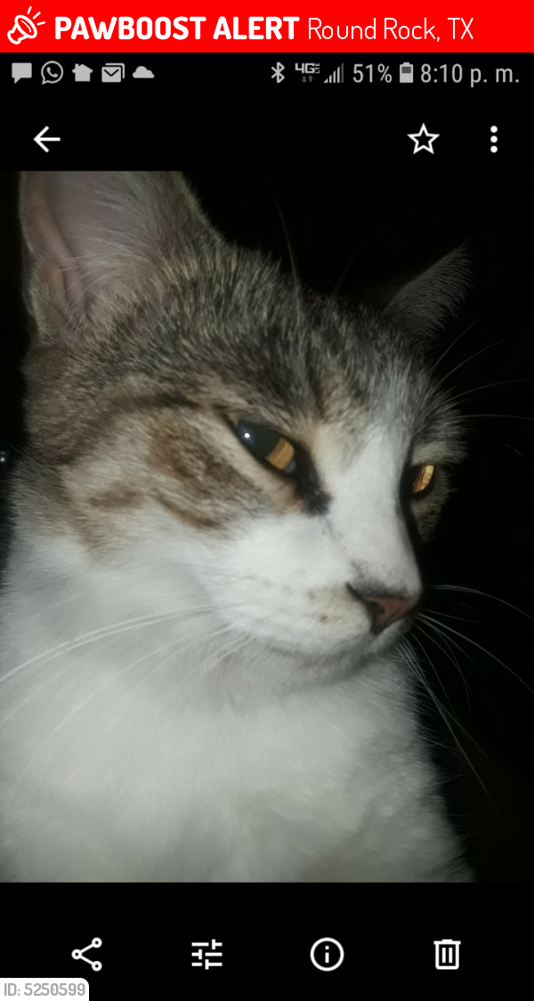 Lost Female Cat last seen Louis Henna and AW Grimmesl, Round Rock, TX 78664