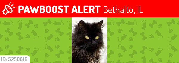 Lost Female Cat last seen Near S Walnut St & Nebraska St, Bethalto, IL 62010