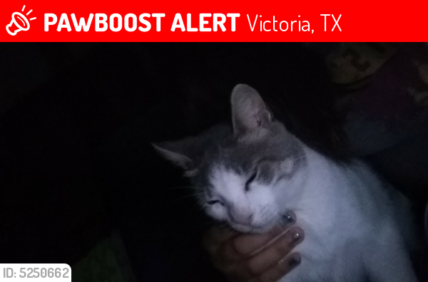 Lost Female Cat last seen Near NE Water St & E Murray St, Victoria, TX 77901