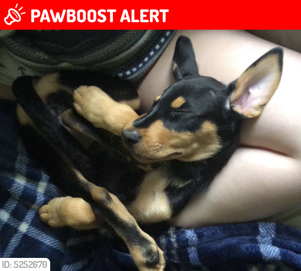 Lost Female Dog last seen Hypoluxo & 441 (Heritage Farms neighborhood), Palm Beach County, FL 33463