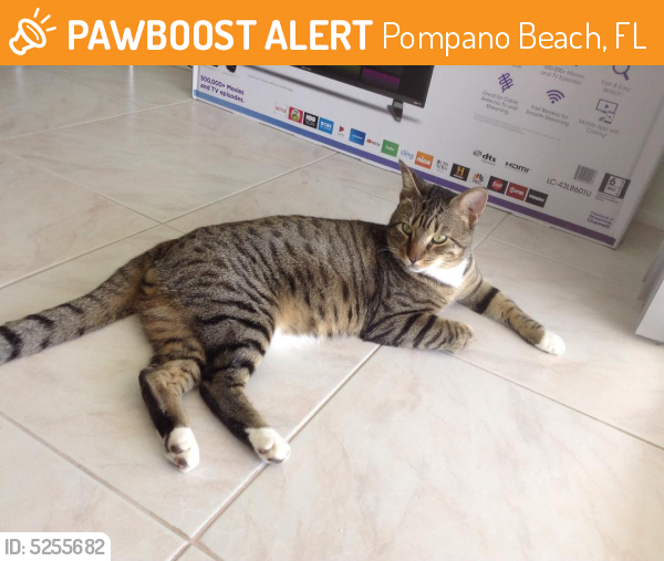 Rehomed Male Cat last seen Near W Palm Aire Dr & SW 36th Ave, Pompano Beach, FL 33069