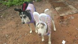 Reunited Female Dog last seen Near Walkup Rd, Waxhaw, NC 28173