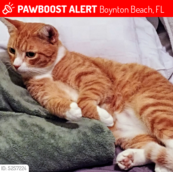 Lost Male Cat last seen Near SW 4th Ave & SW 7th St, Boynton Beach, FL 33426