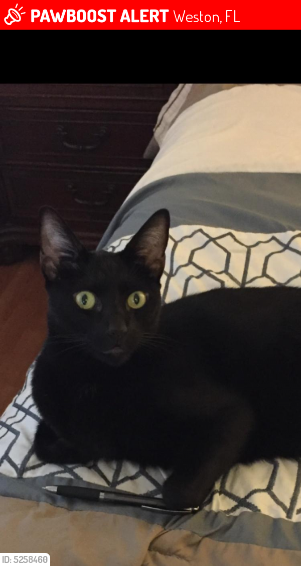 Lost Male Cat last seen Near Timber Cove Ln & Forest Dr, Weston, FL 33332