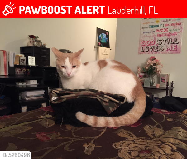Lost Male Cat last seen Near Northwest 55th Avenue, Lauderhill, FL, USA, Lauderhill, FL 33313