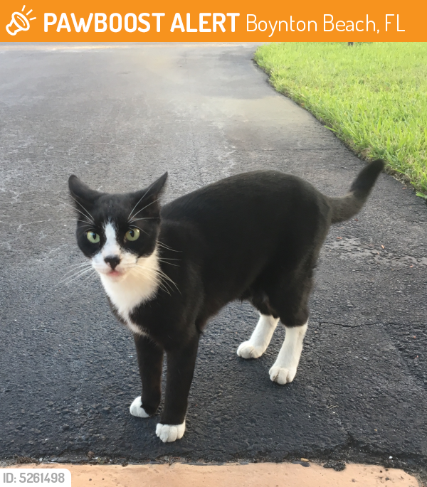 Found/Stray Unknown Cat last seen Near 27th Way & SE 5th Cir, Boynton Beach, FL 33435