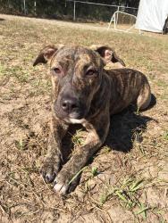 Reunited Female Dog last seen Near Pecan Radl & Pecan Radial Trce, Ocala, FL 34472