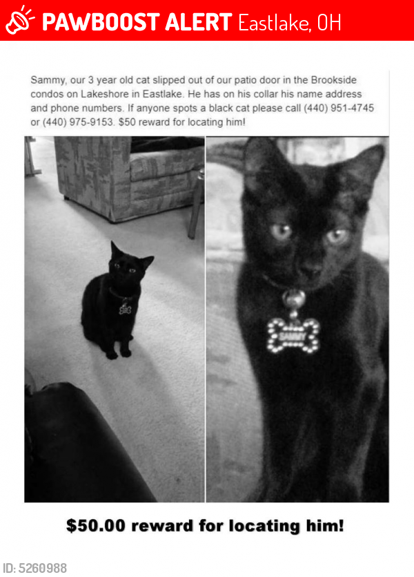 Lost Male Cat last seen Near Marilyn Ln & Heather Ln, Eastlake, OH 44095
