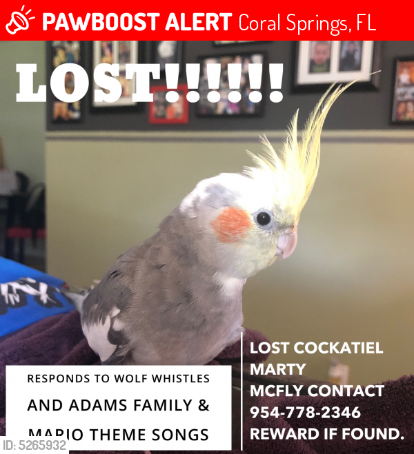 Lost Male Bird last seen Near NW 108th Dr & NW 38th Ct, Coral Springs, FL 33065