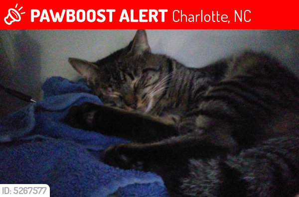 Lost Male Cat last seen Near Coltswood Ct & Pineburr Rd, Charlotte, NC 28211