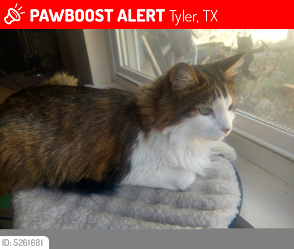 Lost Male Cat last seen Tyler State Park, Tyler, TX 75706