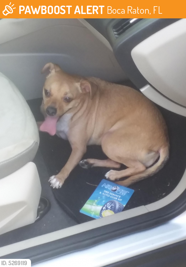 Rehomed Female Dog last seen Near N Dixie Hwy & Glouchester St, Boca Raton, FL 33487