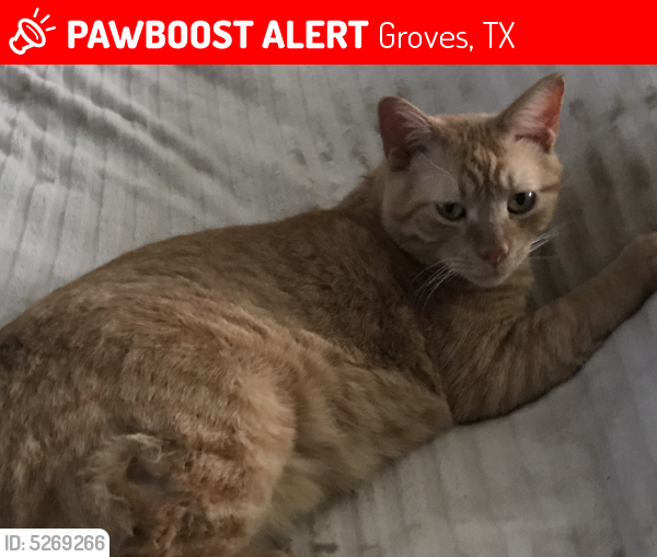 Lost Male Cat last seen Near Hansen Boulevard, Groves, TX, USA, Groves, TX 77619