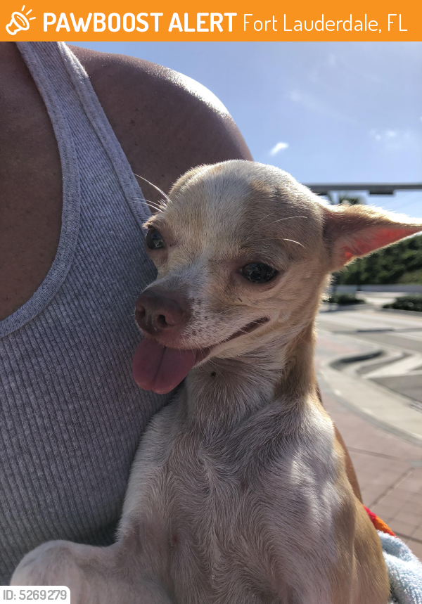 Rehomed Female Dog last seen Near E Sunrise Blvd & N Atlantic Blvd, Fort Lauderdale, FL 33304