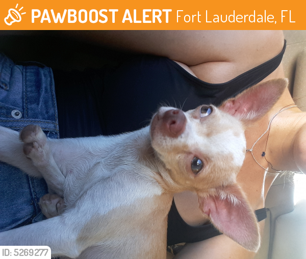 Found/Stray Female Dog last seen Sunrise Blvd , Fort Lauderdale, FL 33316