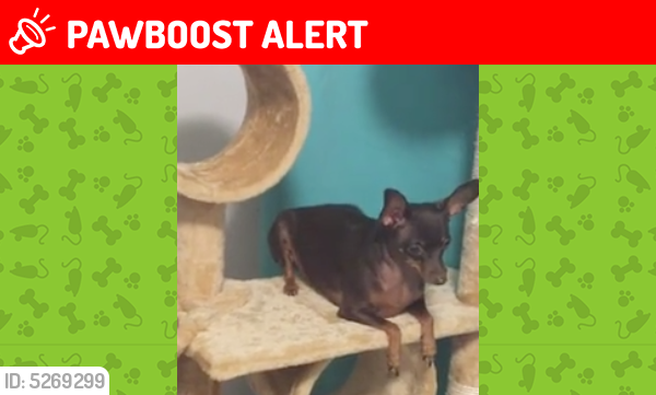 Lost Female Dog last seen Near NE 22nd Ave & NE 171st St, North Miami Beach, FL 33162
