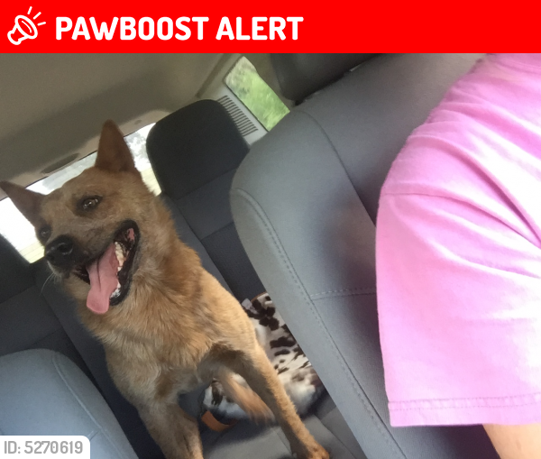 Lost Male Dog last seen Raven Ridge Rd, Gepp, AR, USA, Vidette Township, AR 72538
