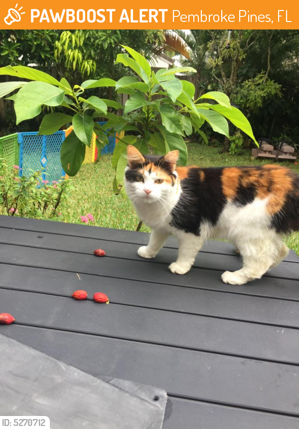 Found/Stray Female Cat last seen Near NW 136th Ave & NW 12th St, Pembroke Pines, FL 33028