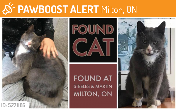 Found/Stray Male Cat last seen Milton, Ontario, Milton, ON 
