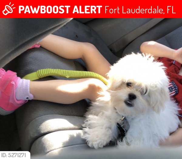 Lost Male Dog last seen Near NW 58th St & NW 43rd Ave, Fort Lauderdale, FL 33319