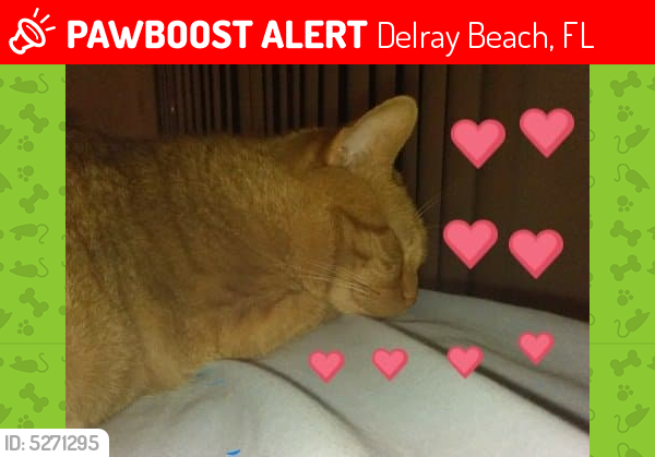 Lost Male Cat last seen Near Amberly Lane, Delray Beach, FL, USA, Delray Beach, FL 33446