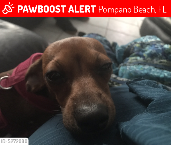 Lost Female Dog last seen Near NE 10th Way & NE 12th Ave, Pompano Beach, FL 33064