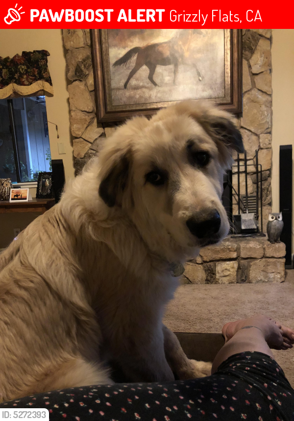 Lost Male Dog last seen Near Sciaroni Rd & Capps Crossing  Rd, Grizzly Flats, CA 95684