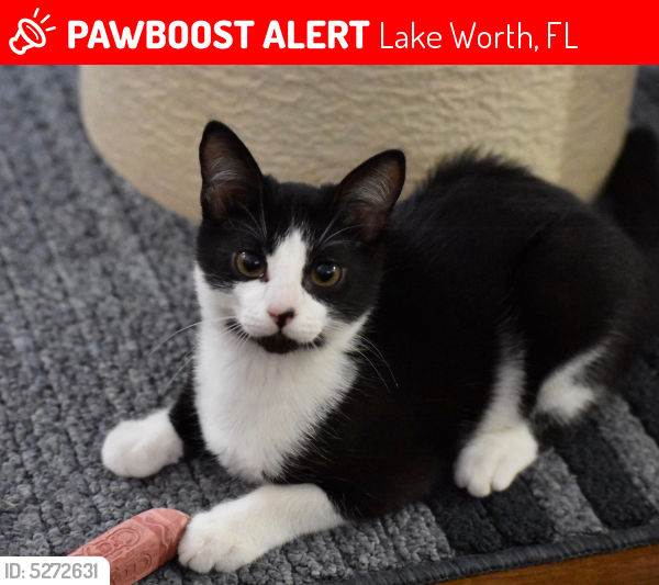 Deceased Male Cat last seen South Adderly Cay Terrace - Lantana Cascade Mobile Homes, Lake Worth, FL 33462