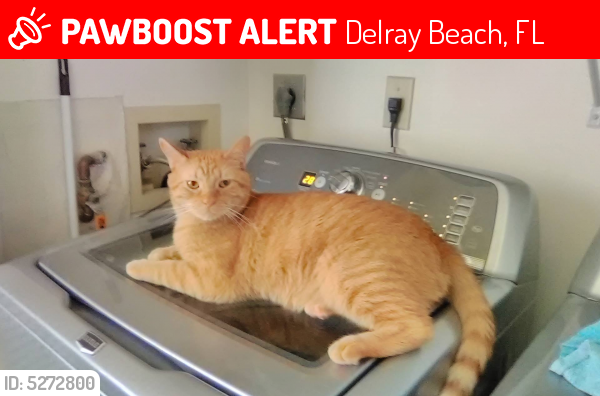 Lost Male Cat last seen Amberly Lane, Huntington Lakes Condos, Delray Beach, FL 33446