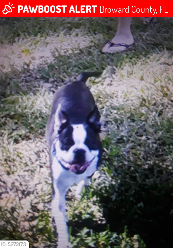 Lost Female Dog last seen Near Sheridan St & NW 97th St, Broward County, FL 33024