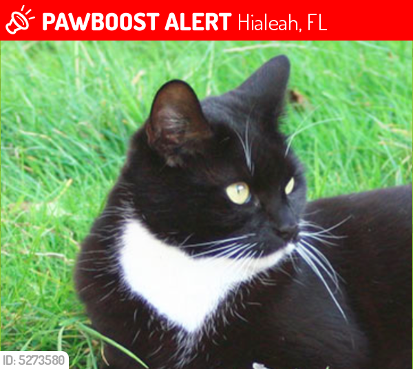 Lost Female Cat last seen Near NW 87th Pl & NW 163rd Ter, Hialeah, FL 33018
