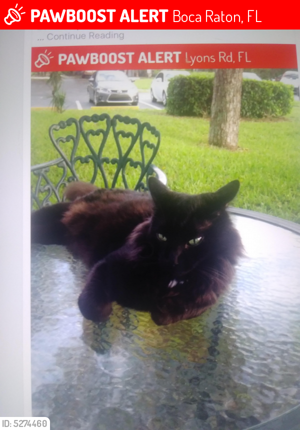 Lost Male Cat last seen Lyons and Clint Moore Boca Landings, Boca Raton, FL 33432
