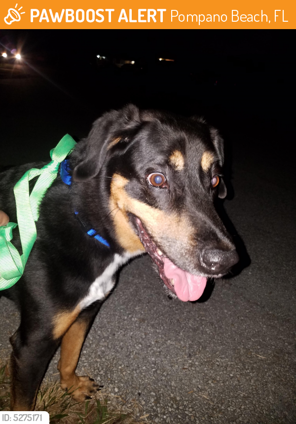 Found/Stray Male Dog last seen Near NE 23rd Pl & NE 6th Ave, Pompano Beach, FL 33064