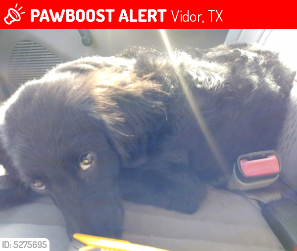 Lost Female Dog last seen Pine st & W Davis Loop, Vidor, TX 77662