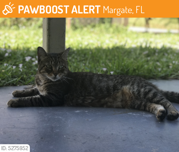 Found/Stray Female Cat last seen Near SW 2nd St & SW 63rd Ave, Margate, FL 33068